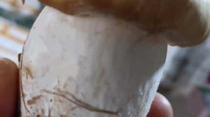 金黃色赤松茸